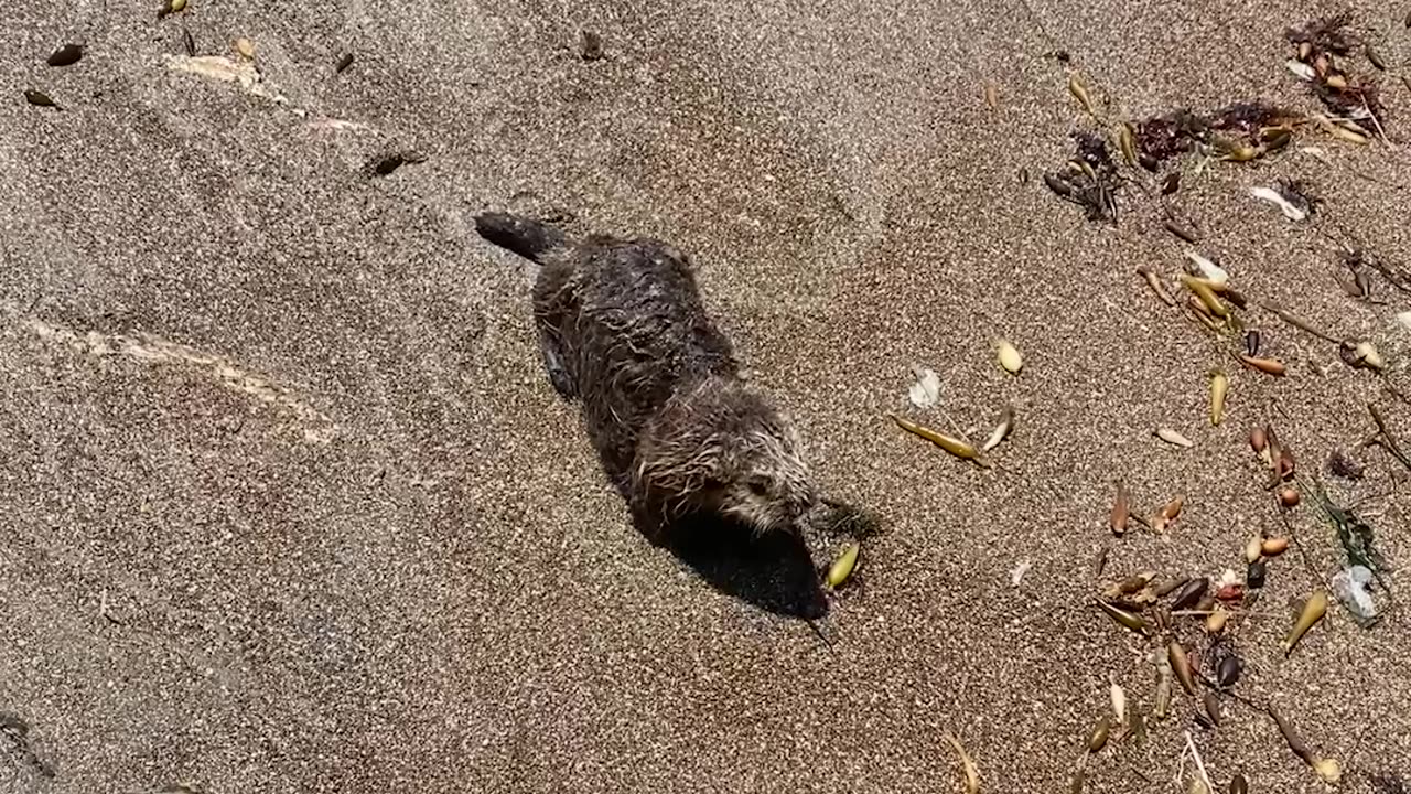 Baby Otter Found on the Central Coast