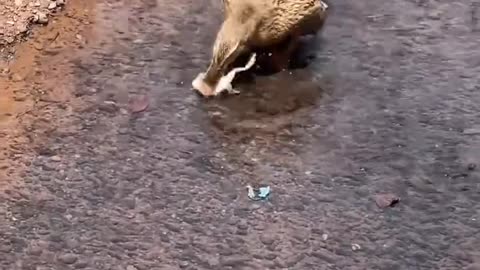 “Duck Hunts and Eats Frog on Riverside | Rare Nature Moment”