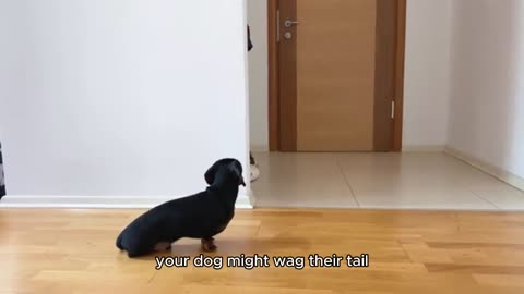 How pets love