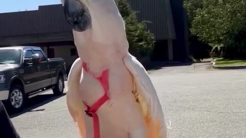 Parrot Laughs All Alone 😂🤣 Funniest Bird Ever!