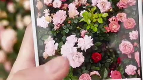Oneplus 13T Camera Telephoto Lossless Zoom Photography Test