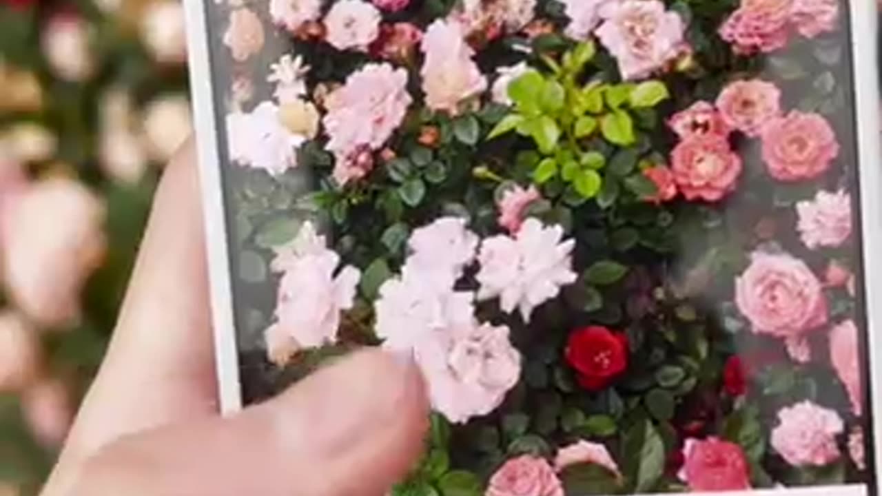 Oneplus 13T Camera Telephoto Lossless Zoom Photography Test
