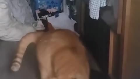 If you are watching this video, know that God has made you the guardian angel of a hungry cat💝