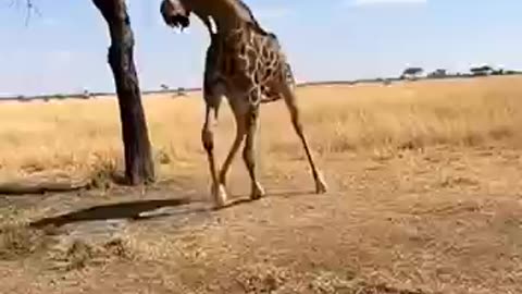 This Giraffe GRABS a Hyena and Throws It Into a Mud Pool.