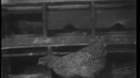 BREEDING FOR MORE AND BETTER EGGS - BREEDING FOR MORE AND BETTER EGGS - 33-363-r1