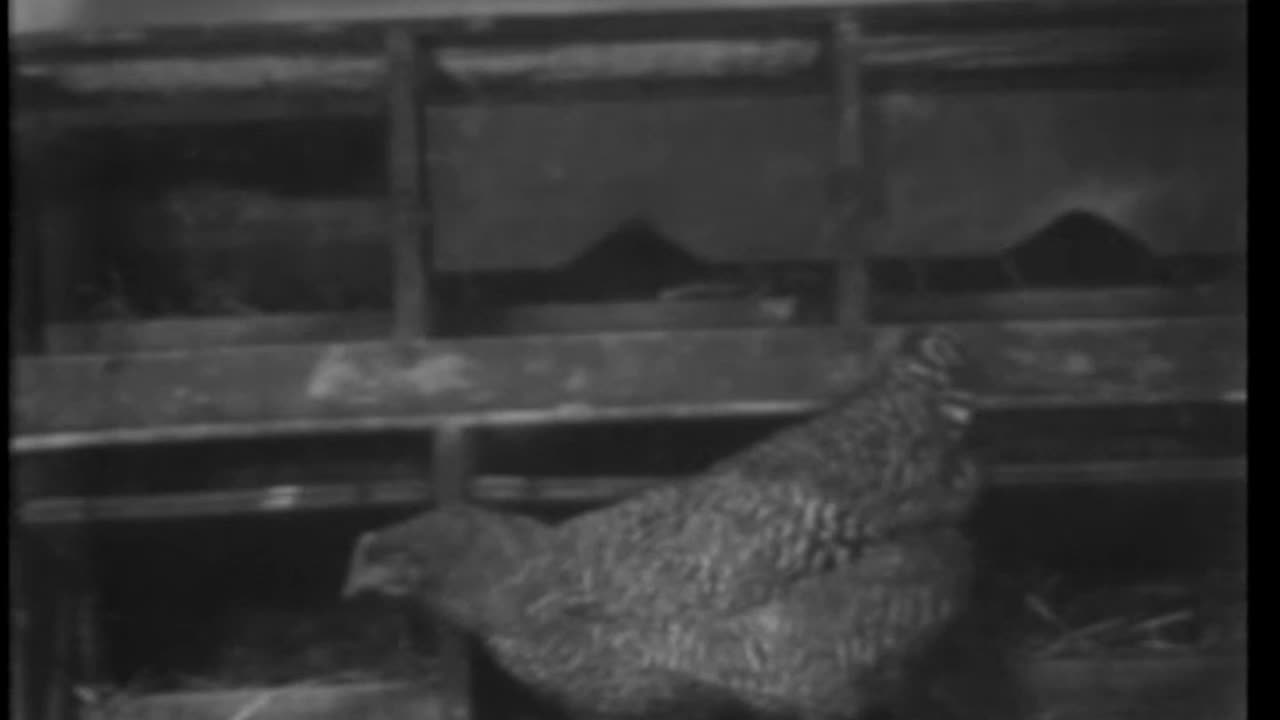 BREEDING FOR MORE AND BETTER EGGS - BREEDING FOR MORE AND BETTER EGGS - 33-363-r1