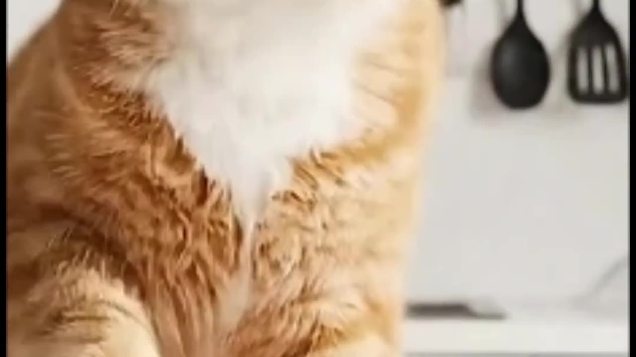 Funny Cat Mom Cooking in the Kitchen