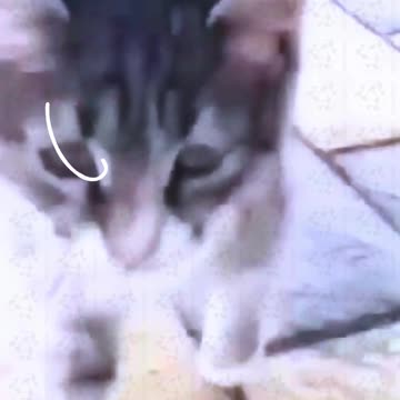 the Handstand kitty! - #theTRANSCENDENT