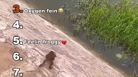 Funny video