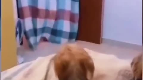 Funny animal vedio