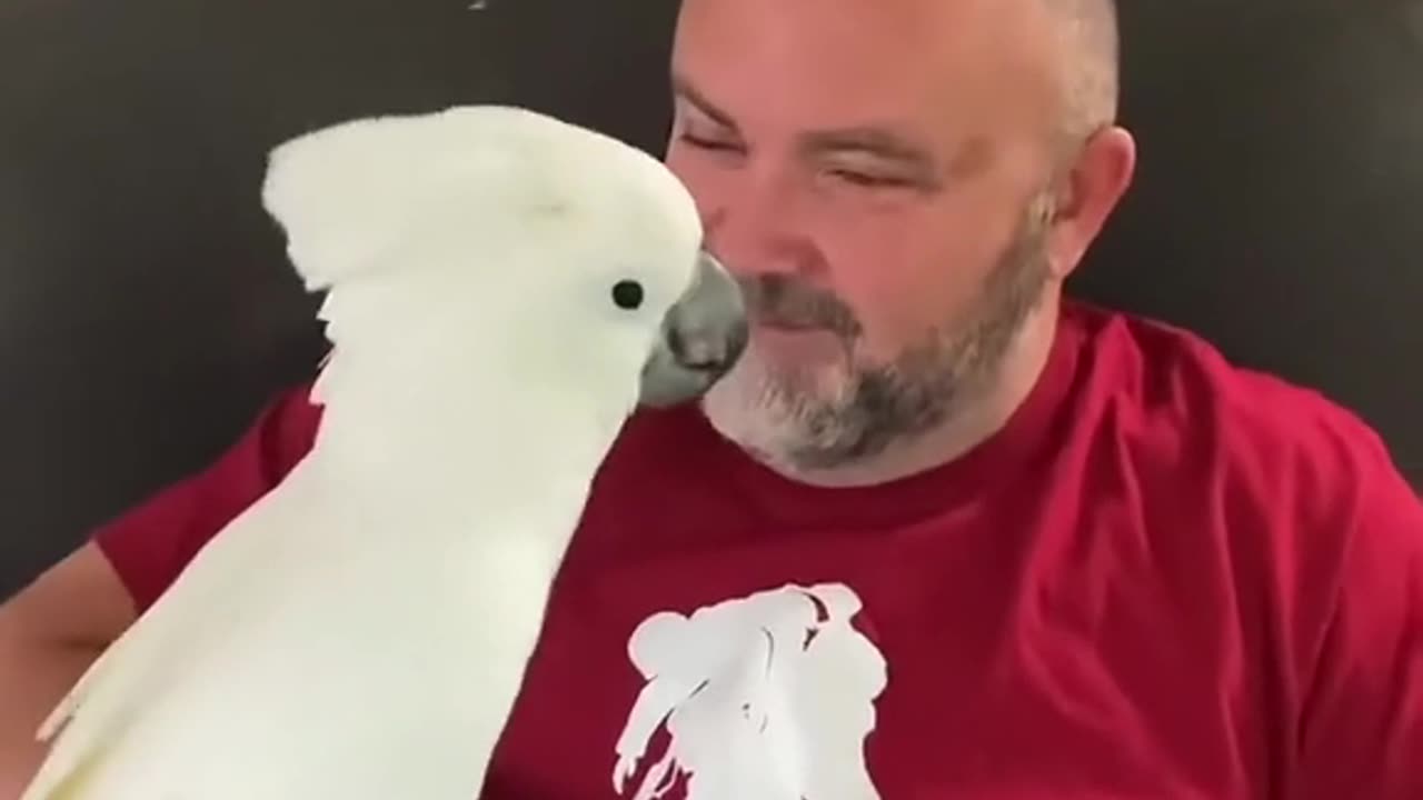 Birds Talking