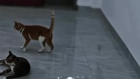 Kung fu cat💀 #cat #shortvideo