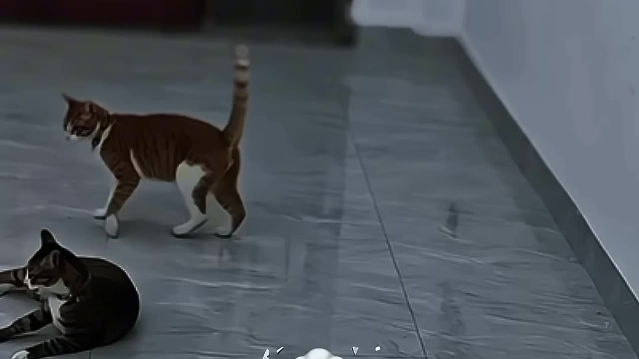 Kung fu cat💀 #cat #shortvideo