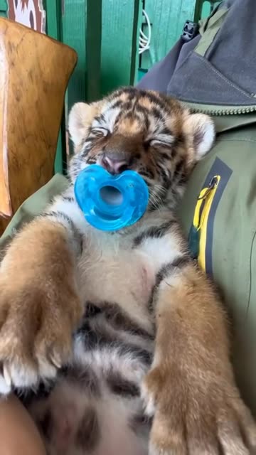 Napping little baby 😊