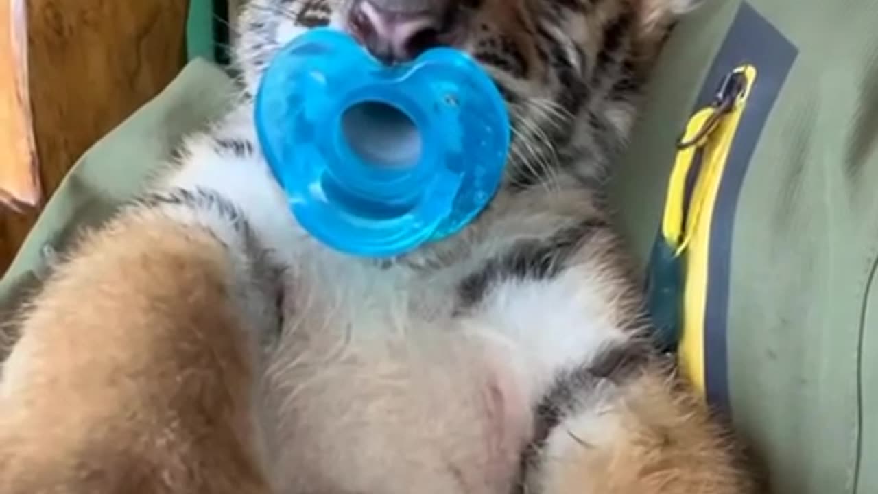 Napping little baby 😊