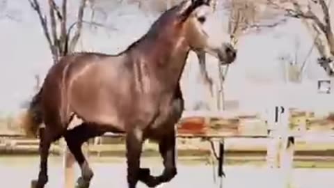Hermosos Caballos Tordos