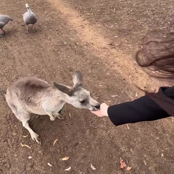 Australian kangaroos 🦘