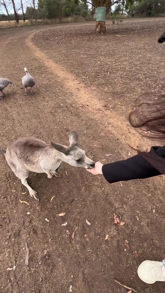 Australian kangaroos 🦘