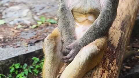 Sad monkey 🐒 | monkey video | amazing video