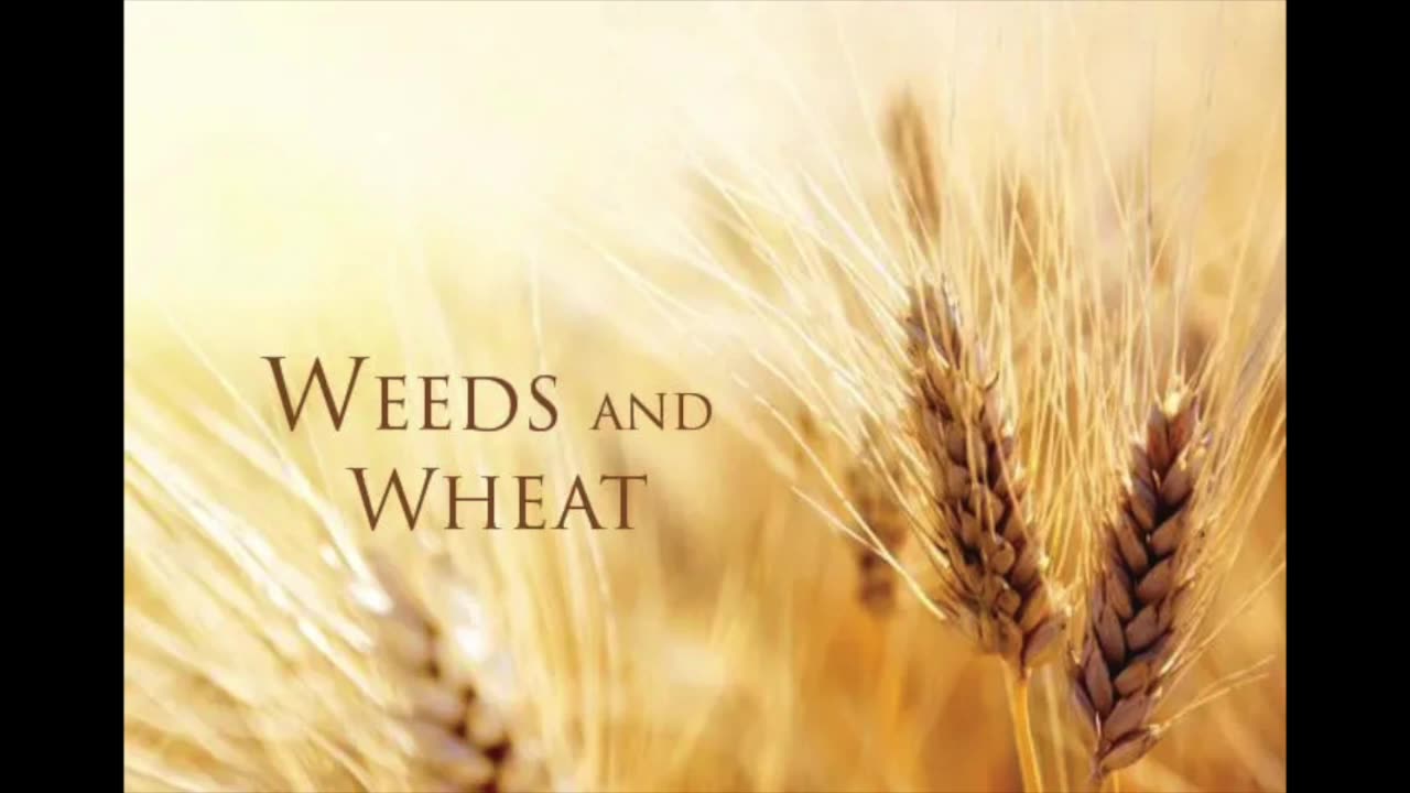 (RUMBLE RANT)The Wheat and the Tare grow together