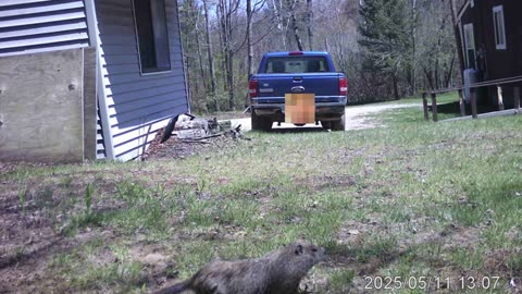 Week 3 our neighbor has been having wild animals chewing his porch, so we set up trail cams