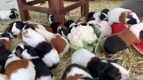 Guinea Pigs vs Dragon 🐉 | Funny and Adorable Pet Adventure