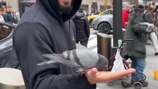 Islam Makhachev Feeding Pigeons in New York