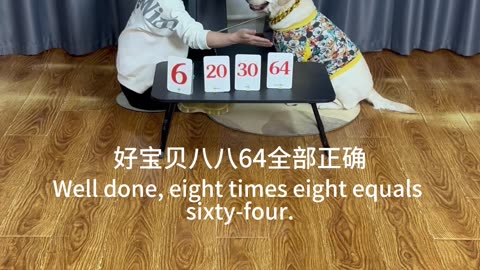 尾巴卷成乘号，狗脑自带计算器 The dog brain comes with a calculator