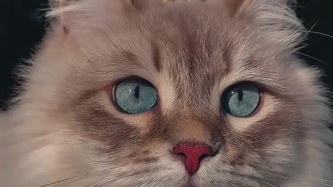 Cute cat.