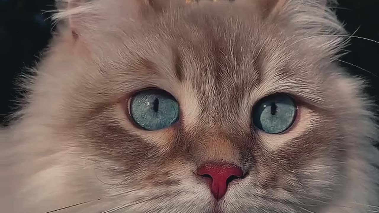 Cute cat.