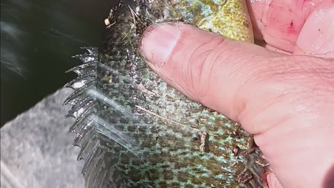 Pumkinseed sunfish.
