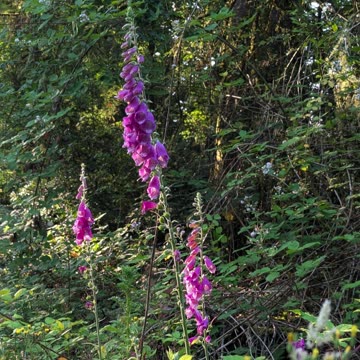 Struggling with scarcity mindset? Try a walk.