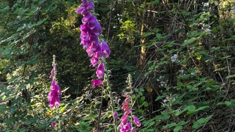 Struggling with scarcity mindset? Try a walk.