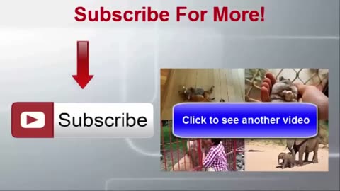 Funny Dogs Barking