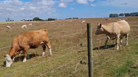 Korna vid Backåkra naturreservat 31 Juli 2025