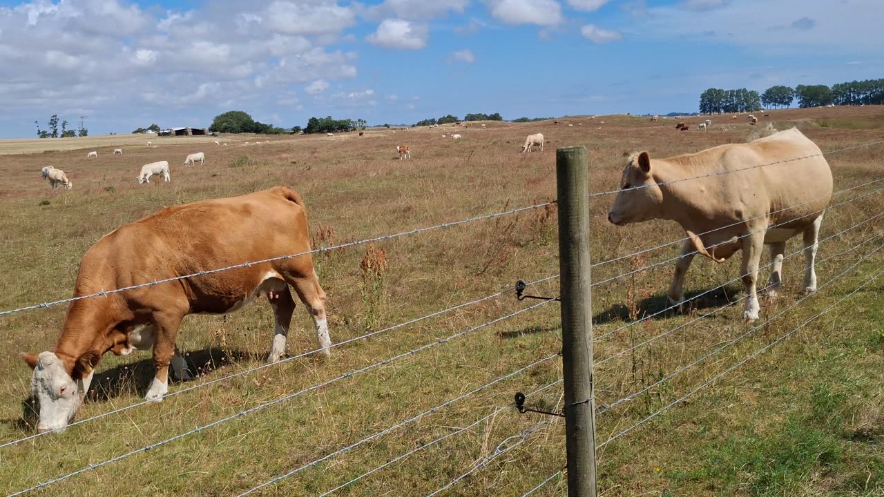 Korna vid Backåkra naturreservat 31 Juli 2025