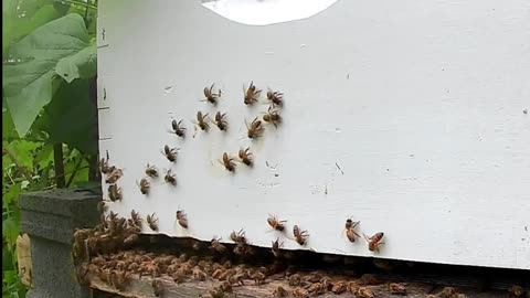 Bees on a Thursday Afternoon