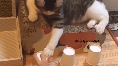 o gato bom de bola acertou.mp4
