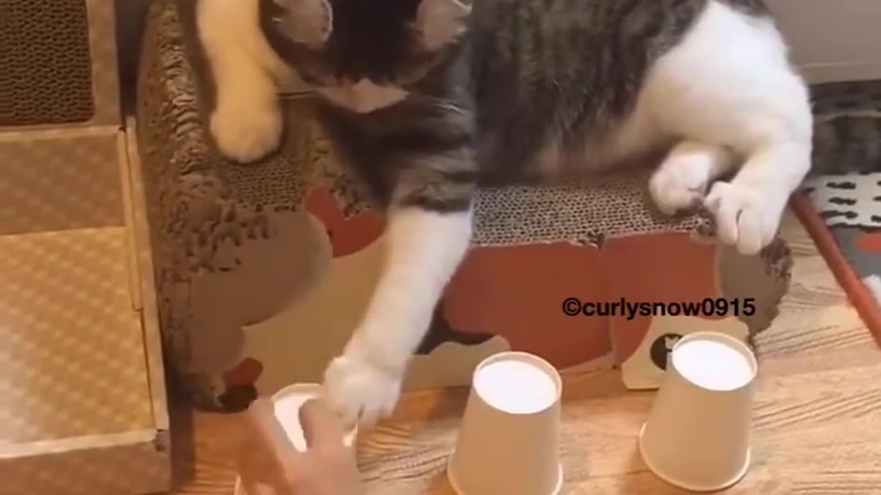 o gato bom de bola acertou.mp4