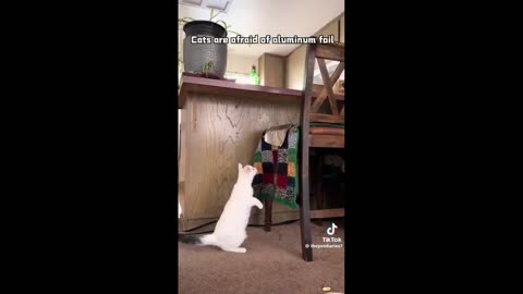 Humor - but real - - - Dramatic way cats react to aluminum foil