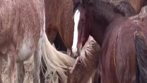 horse