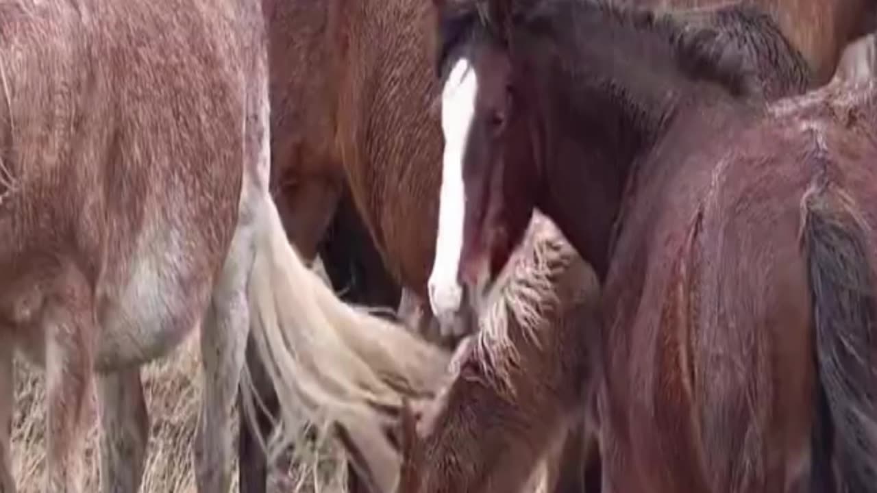 horse