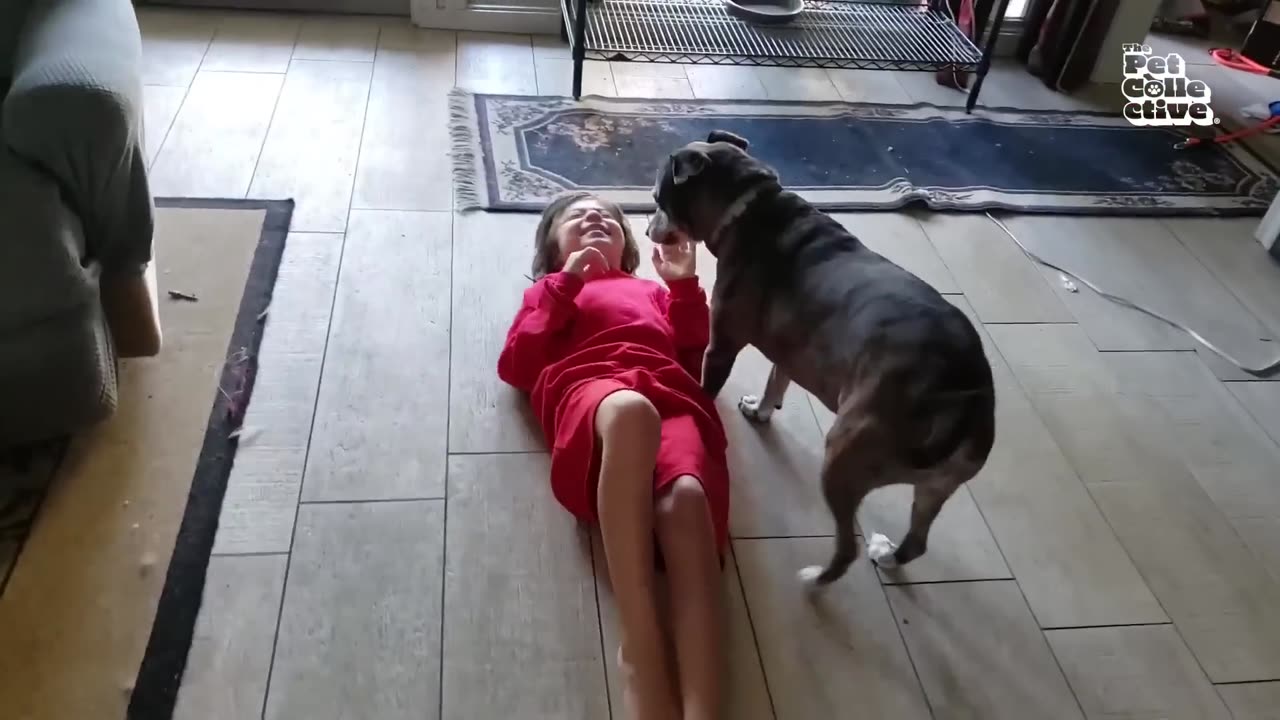 Funny Animals