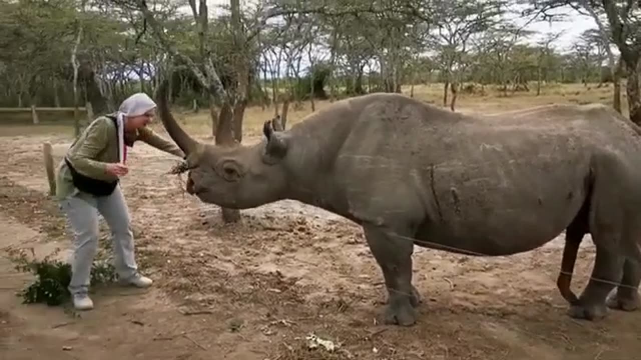 Lovely Rhino