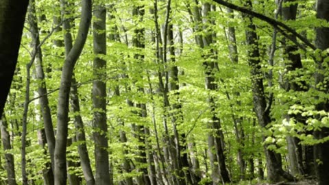 🌿💧 3M TV | Stream Water Flow in Green Deep Forest - Spring Sleep Relaxation Nature Adventure🦜🍃
