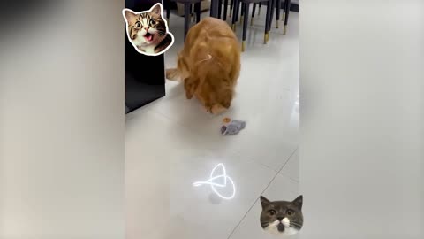 Funny Animal seri 7
