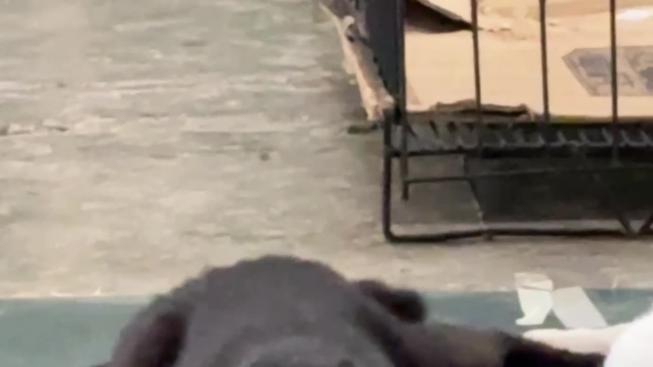 Cat Slithers Coming Out Of Anesthesia