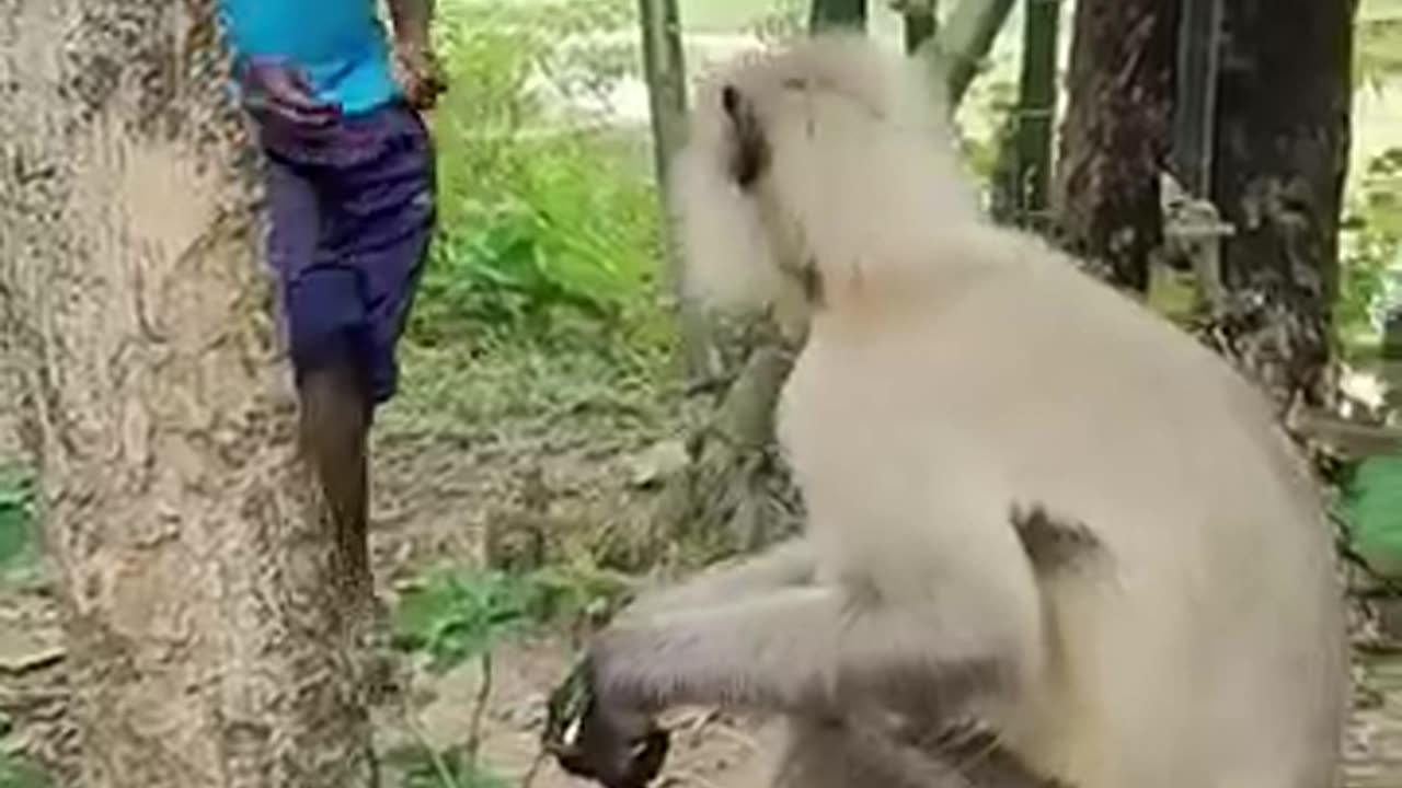 monkey videos, monkey behavior, pet monkey, monkey funny moments
