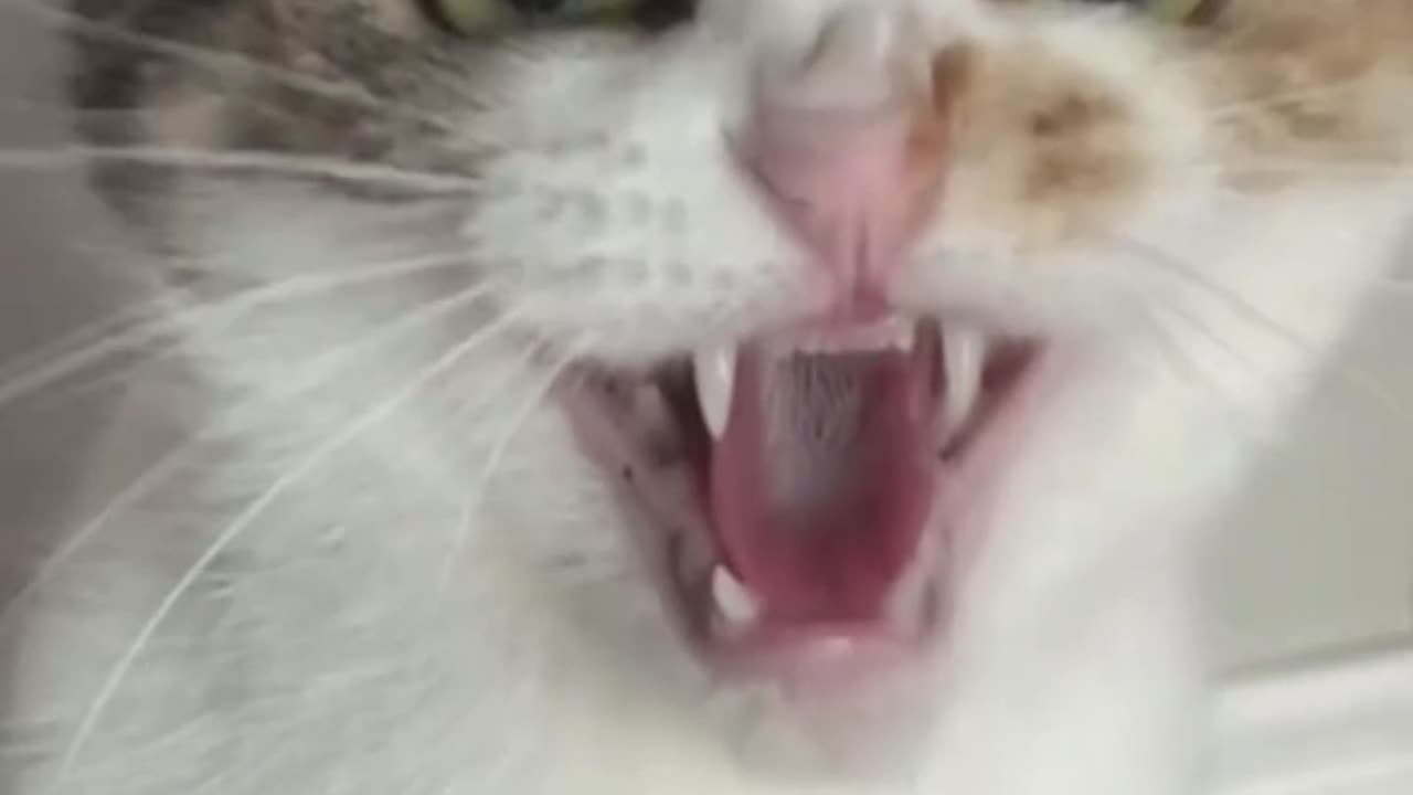 Teaching My Cat the Basics of Hissing