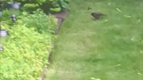 Robin backyard